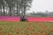 A machine in the colourful bulb fields with tulips in holland