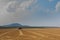 Machine harvesting wheat field, picking up the grain and making straw