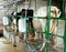 Machine milking of cows