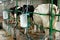 Machine milking of cows