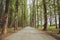 The machine path in the forest . country side space empty car road path way . empty lonely asphalt car road between trees in