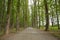 The machine path in the forest . country side space empty car road path way . empty lonely asphalt car road between trees in