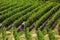 Machine pruning on the Kaiserstuhl