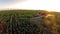 Machine watering the corn field - Aerial view