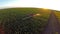 Machine watering the corn field in sunset