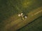 Machines harvesting corn in the field. Aerial drone shot.