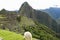 Machu Picchu Llama - Peru