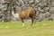 Machu Picchu Llama - Peru