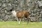 Machu Picchu Llama - Peru