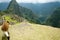 Machu Picchu Llama - Peru