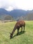 Machu Picchu Peru alpaca grazing amongst the ruins