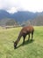 Machu Picchu Peru alpaca grazing amongst the ruins