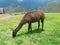 Machu Picchu Peru alpaca grazing amongst the ruins