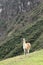 Machu Picchu Peru Llama