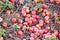 Macintosh Apples Rotting on Ground