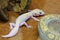 Mack Snow Blizzard Gecko.