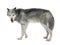 Mackenzie Valley Wolf (8 years) - Canis lupus occidentalis