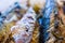 Mackerel baked in the oven, home dish, close-up