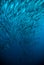 Mackerel barracuda kingfish diver blue scuba diving bunaken indonesia ocean