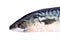 Mackerel Closeup