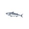 Mackerel common scombrid fish isolated sketch icon