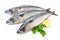 Mackerel Fish