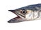 Mackerel fish closeup