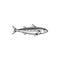 Mackerel fish, ocean scomber for fishing or food