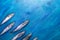 Mackerel fishes as if floating diagonally bottom-up on painted blue background.