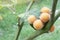 Mackerel fruit on tree