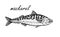 Mackerel hand drawing vintage style. Ink sketch of horse mackerel. Hand drawn vector illustration of fish isolated