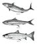 Mackerel,Sardine,Salmon fishes hand drawing vintage engraving il