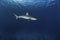 Mackerel shark