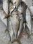 The mackerel is soaked in an ice bucket to avoid spoilage, which is sold in the market in the morning.