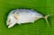 Mackerel steamed on banana leaf