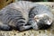 A mackerel tabby cat curled up in a ball sleeping in the day