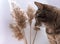 Mackerel tabby cat near dry fluffy cane twigs, selective focus, neutral palette