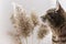 Mackerel tabby cat near dry fluffy cane twigs, selective focus, neutral palette