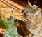 Mackerel tabby cat with a red nose sniffing flowers in the sunlight