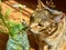 Mackerel tabby cat with a red nose sniffing flowers in the sunlight