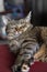 Mackerel Tabby cat relaxing on a sofa