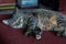 Mackerel Tabby cat relaxing on a sofa his eyes close