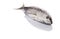Mackerel Tuna Fish I