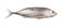 Mackerel Tuna Fish II