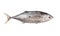 Mackerel Tuna Fish VI