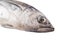 Mackerel Tuna Fish VIII