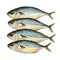 Mackrel fish watercolor illustration. Fresh 4 sea tasty bonito. Raw catch of sea fishes image. Healthy food and delicious eating,