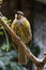 Macleay`s Honeyeater in Australia