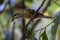 Macleay`s Honeyeater in Queensland Australia.