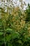 Macleaya cordata plume poppy, tree celandine